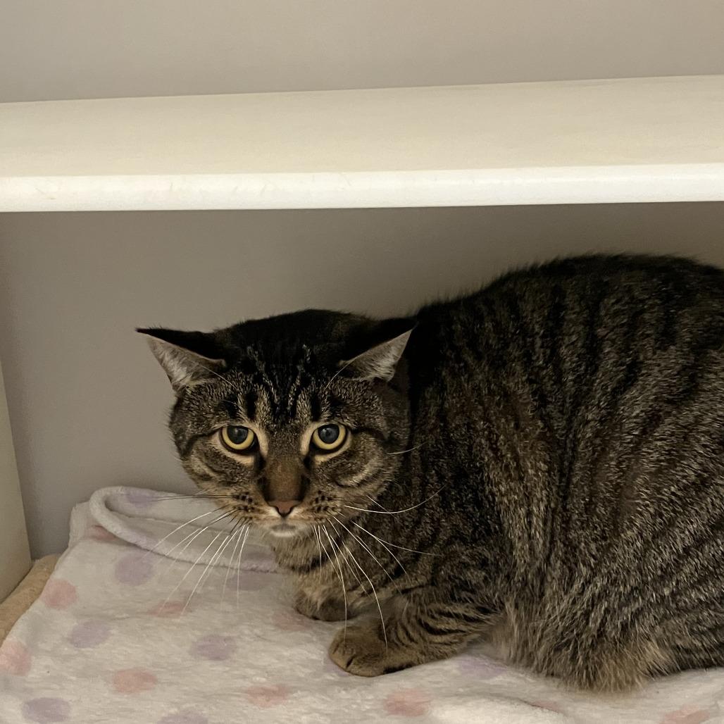 Lucas, Adoptable, Young Male Domestic Short Hair.