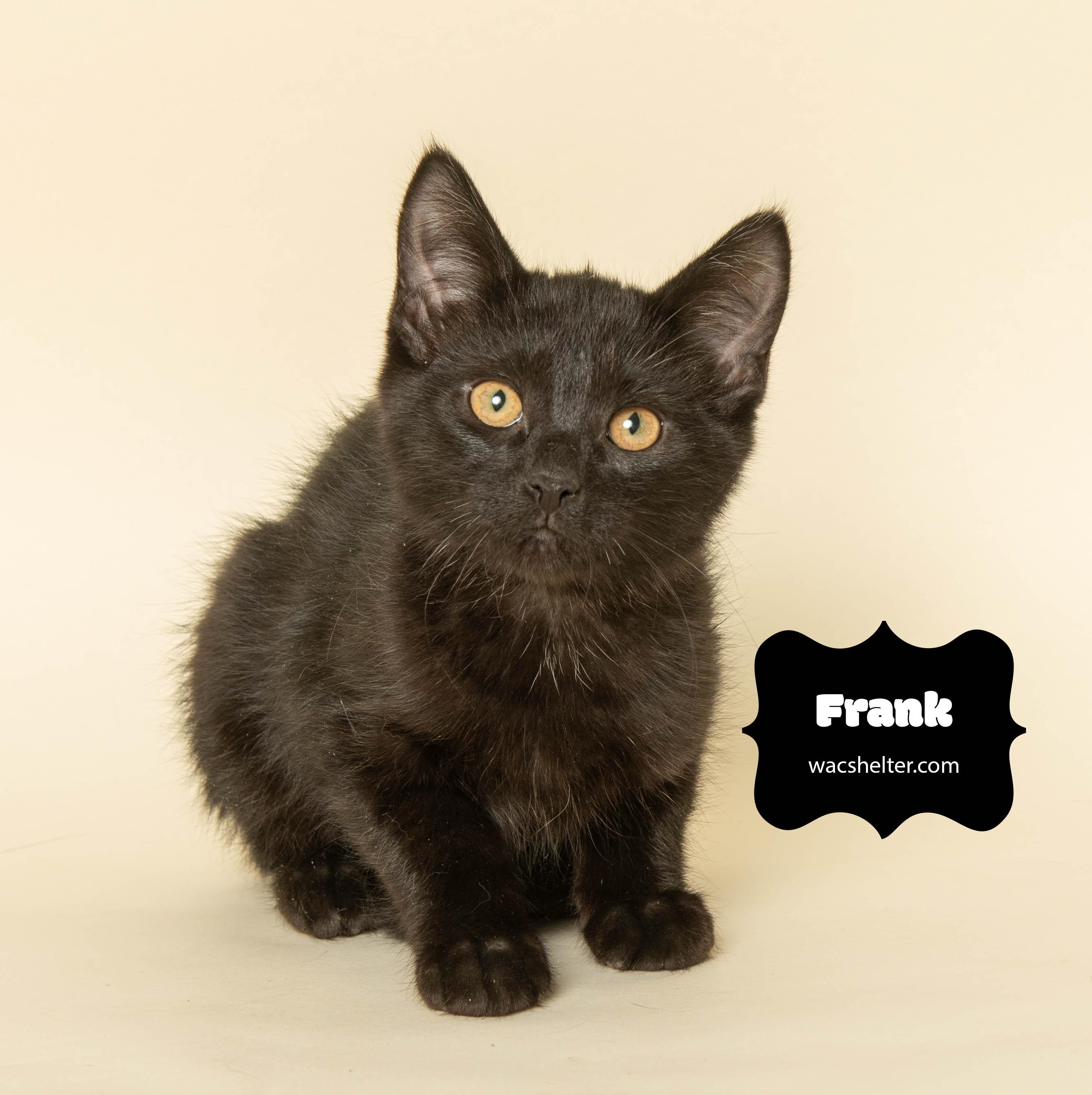 FRANK (T. Swift litter), adopted, Young Male Domestic Short Hair.