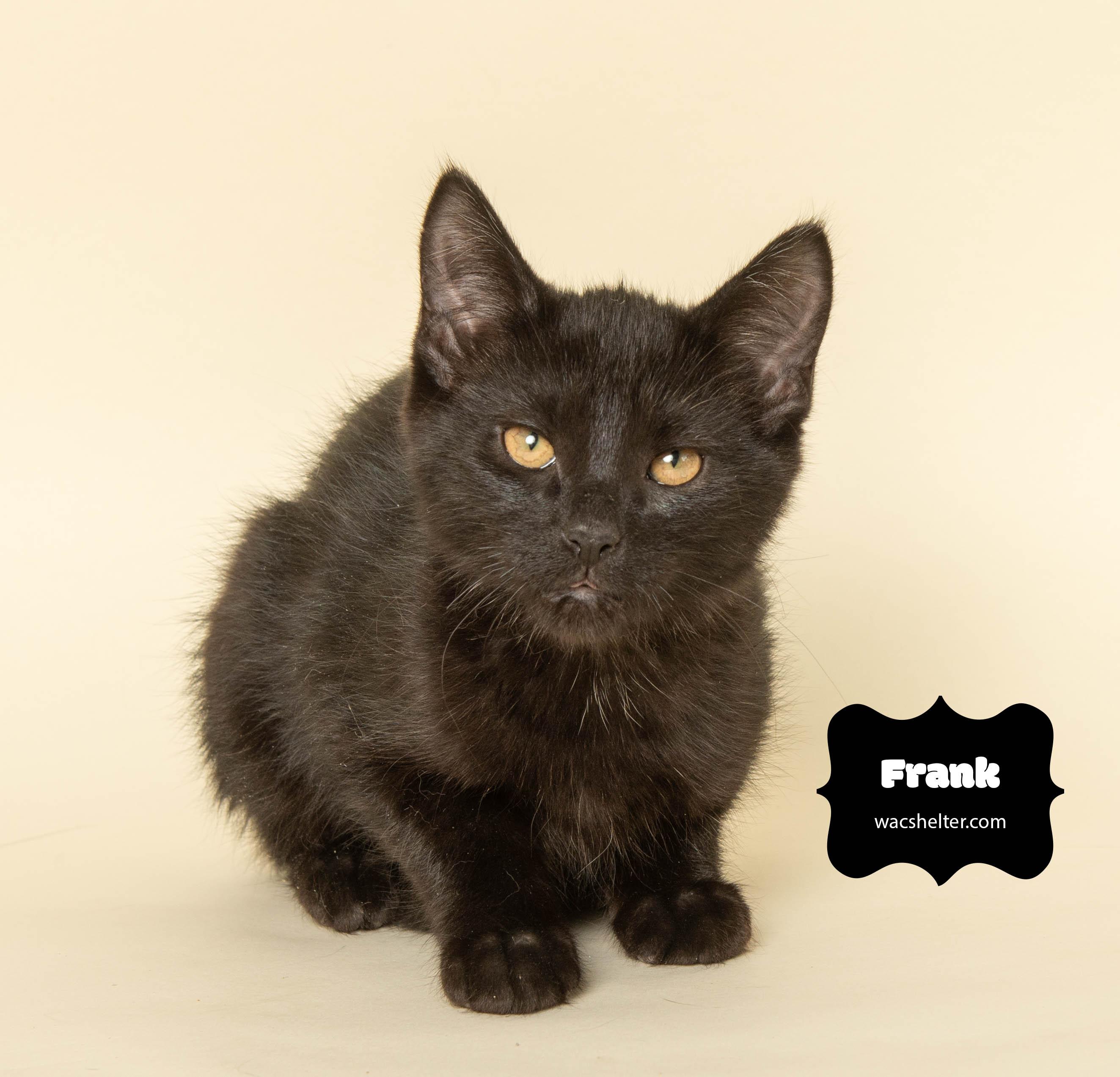 Enlarge FRANK (T. Swift litter), an adopted Domestic Short Hair in Wyandotte, MI image 2/4