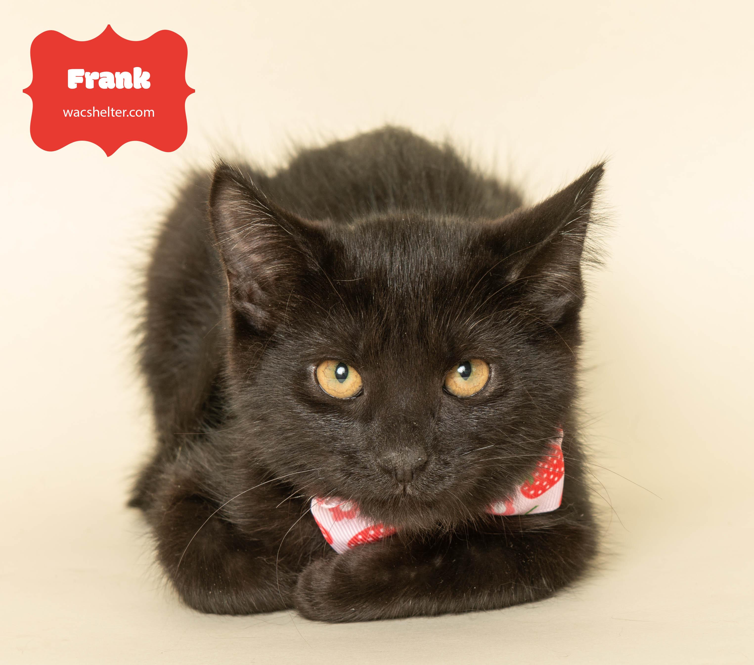 Enlarge FRANK (T. Swift litter), an adopted Domestic Short Hair in Wyandotte, MI image 3/4