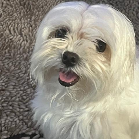 Sanjay, an adoptable Maltese in Chapmansboro, TN, 37035 | Photo Image 1
