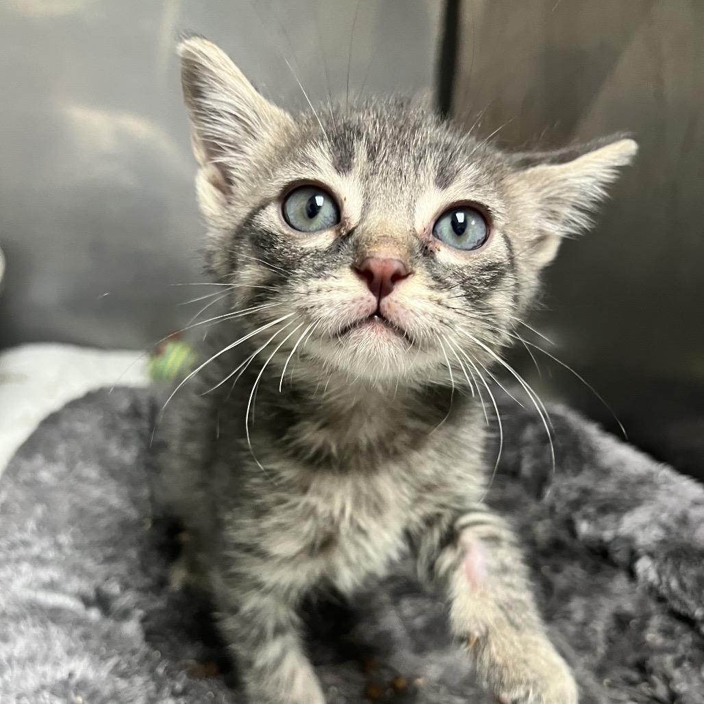 Enlarge Screech, a Adoptable Domestic Short Hair in Parrish, AL image 4/6