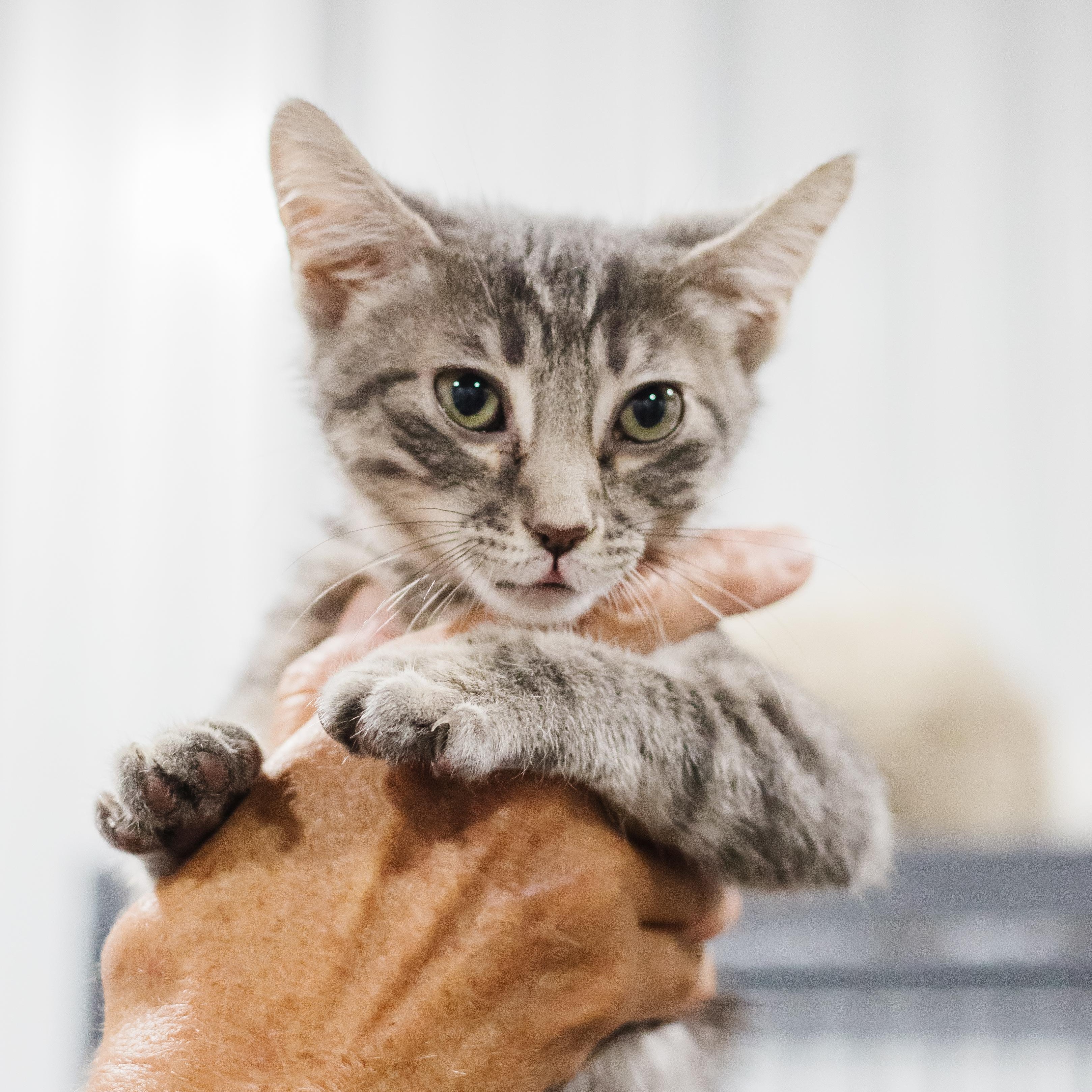 Enlarge Screech, a Adoptable Domestic Short Hair in Parrish, AL image 3/6