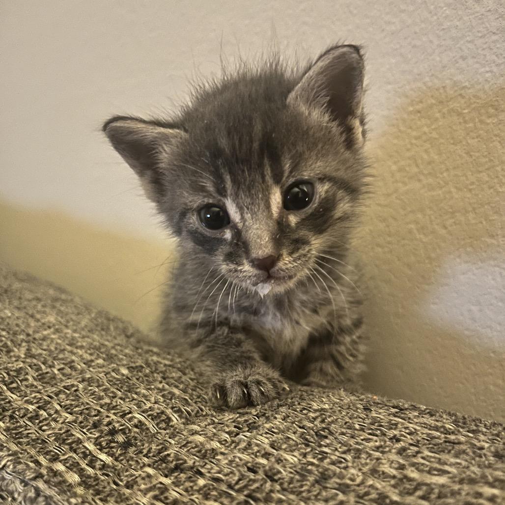 Enlarge Screech, a Adoptable Domestic Short Hair in Parrish, AL image 5/6