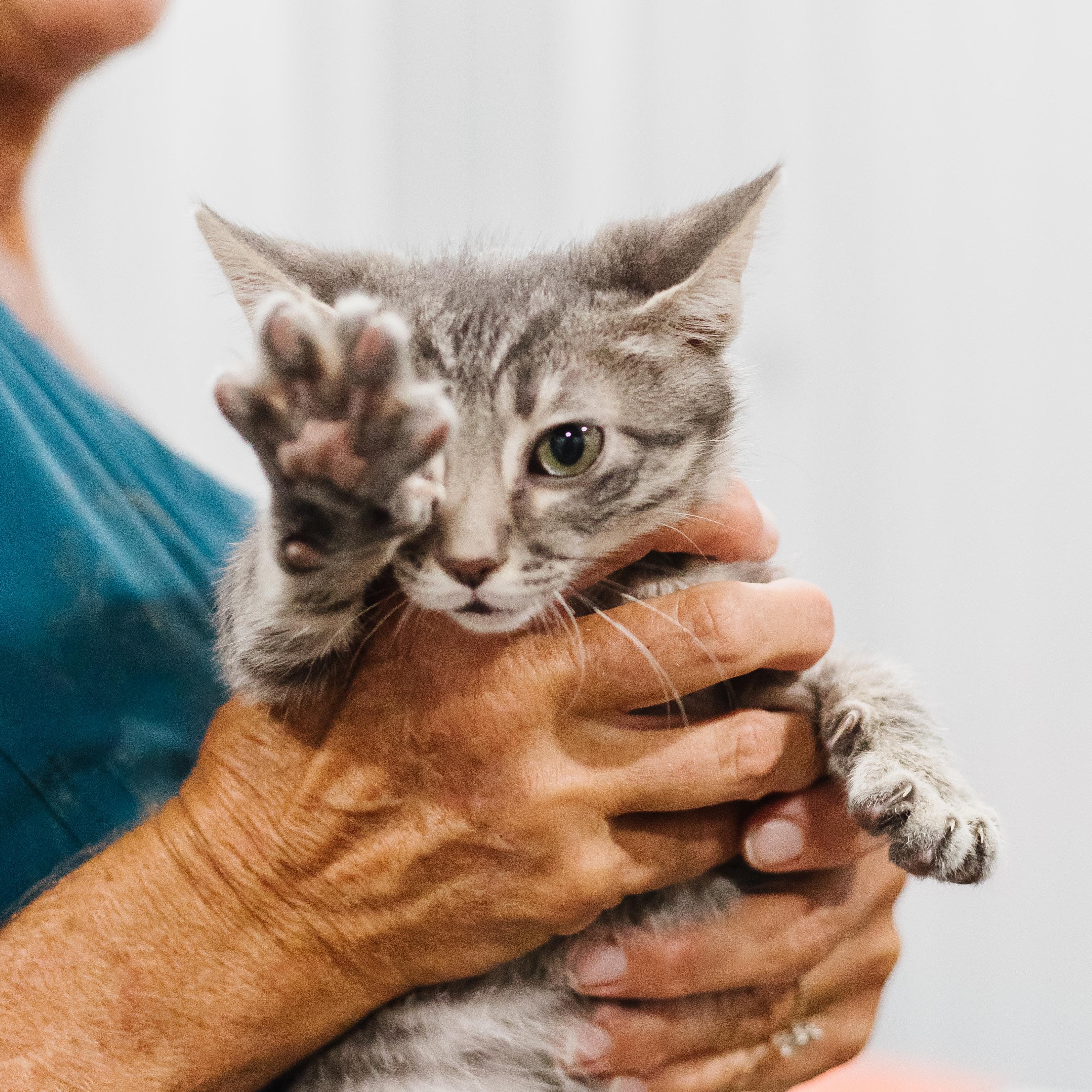 Enlarge Screech, a Adoptable Domestic Short Hair in Parrish, AL image 2/6