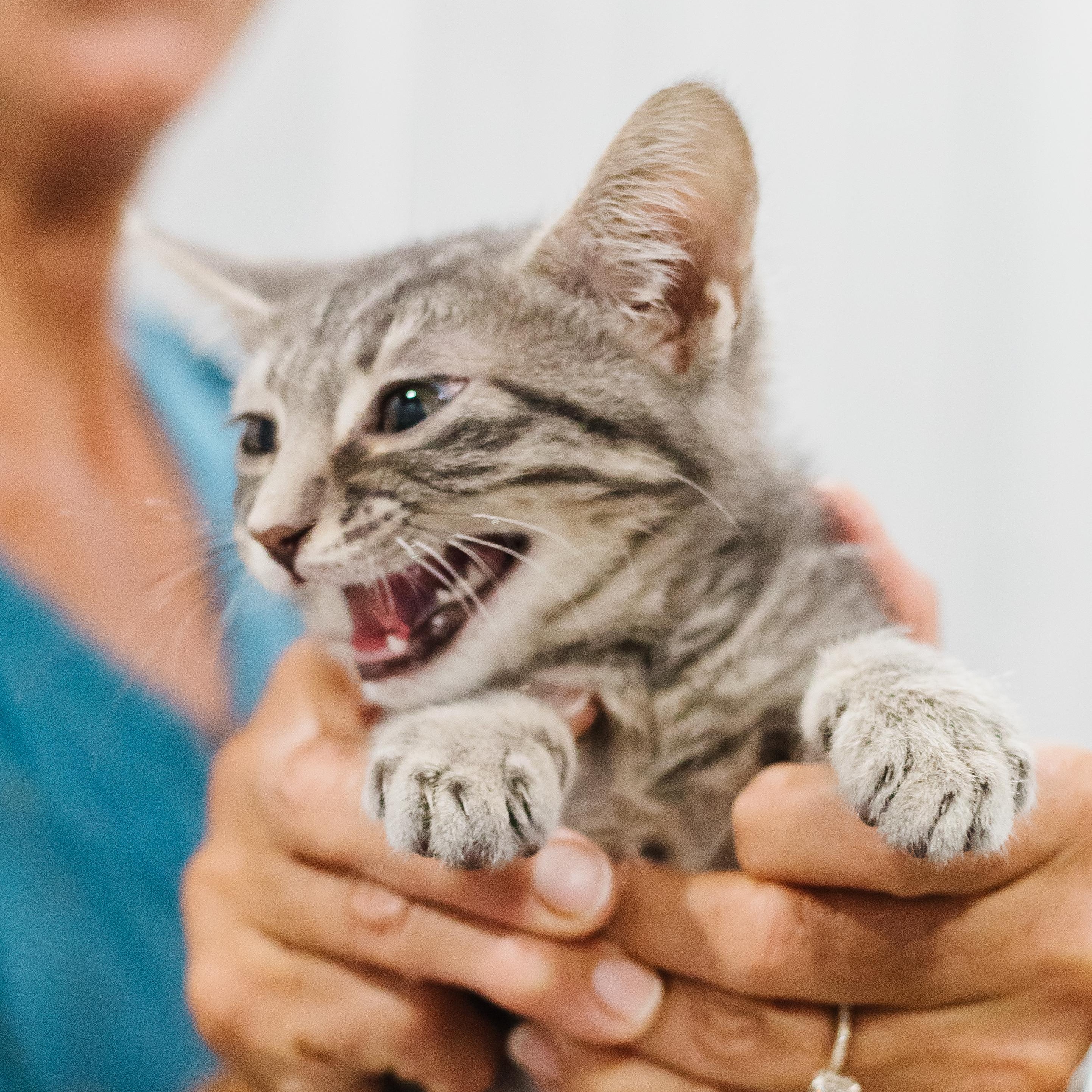 Enlarge Screech, a Adoptable Domestic Short Hair in Parrish, AL image 1/6