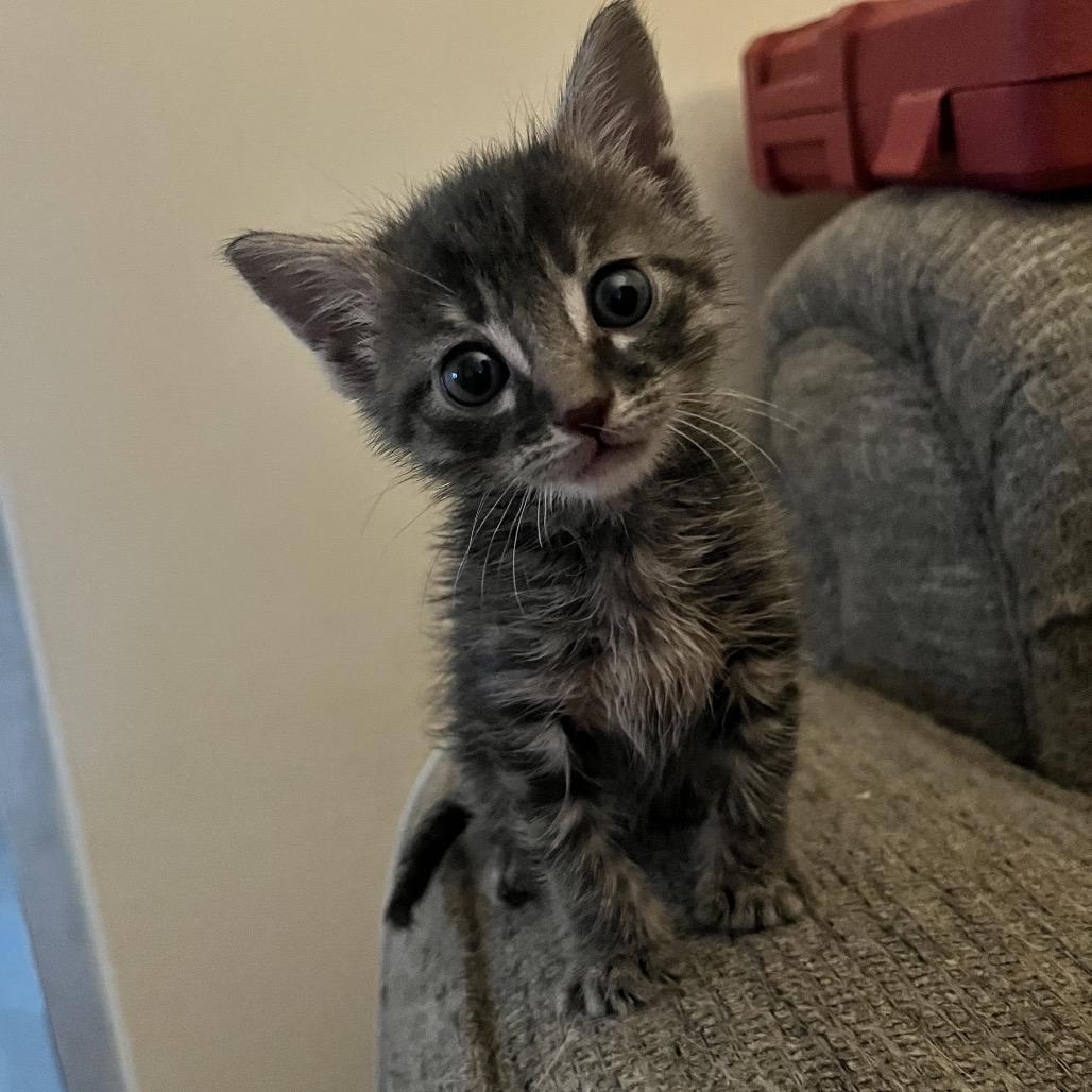 Enlarge Screech, a Adoptable Domestic Short Hair in Parrish, AL image 6/6