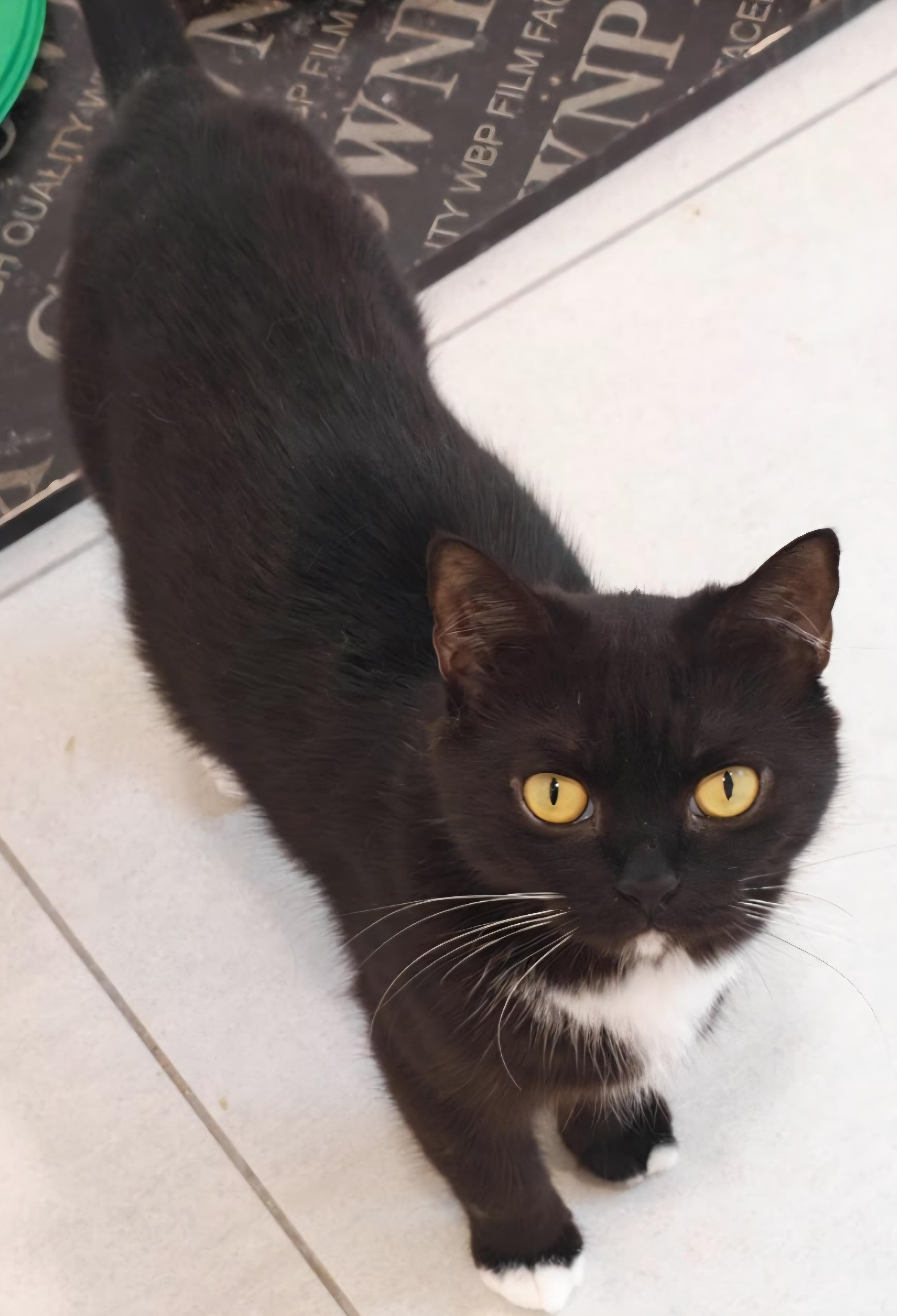 Enlarge Kismet, a Adoptable British Shorthair in Snow Hill, MD image 3/4