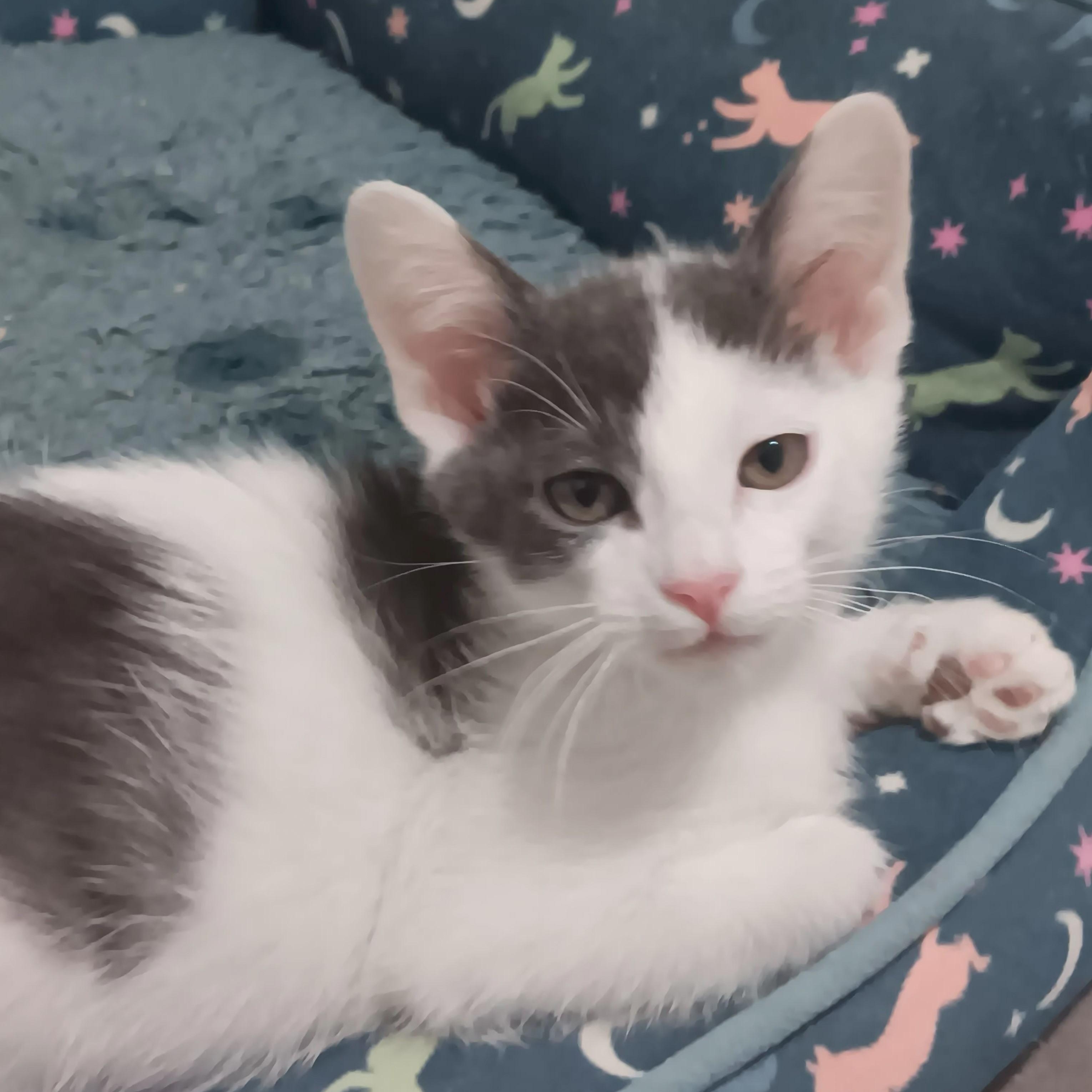 Enlarge Candy Man, a ADOPTABLE Domestic Short Hair in Chicago, IL image 1/4