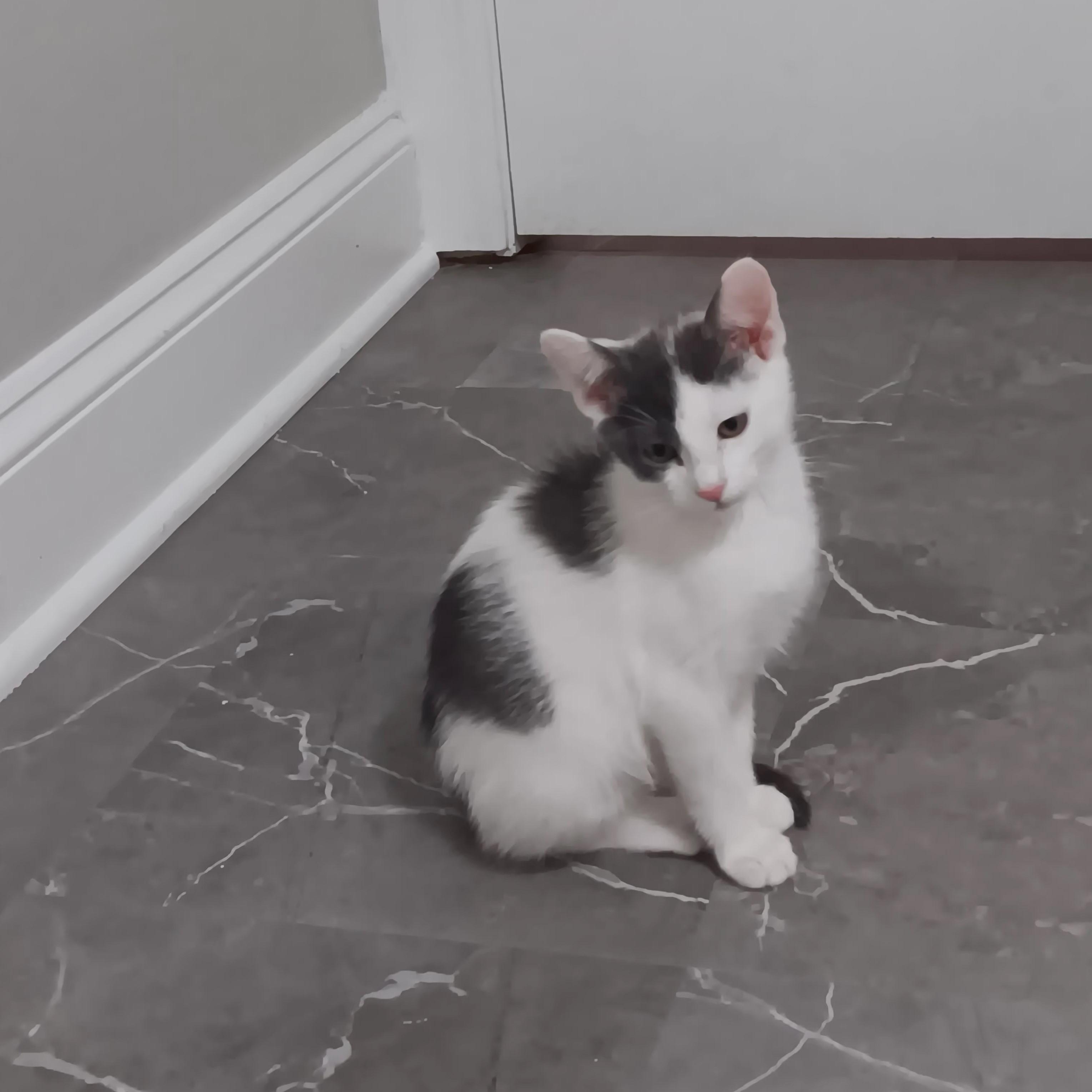 Enlarge Candy Man, a ADOPTABLE Domestic Short Hair in Chicago, IL image 3/4