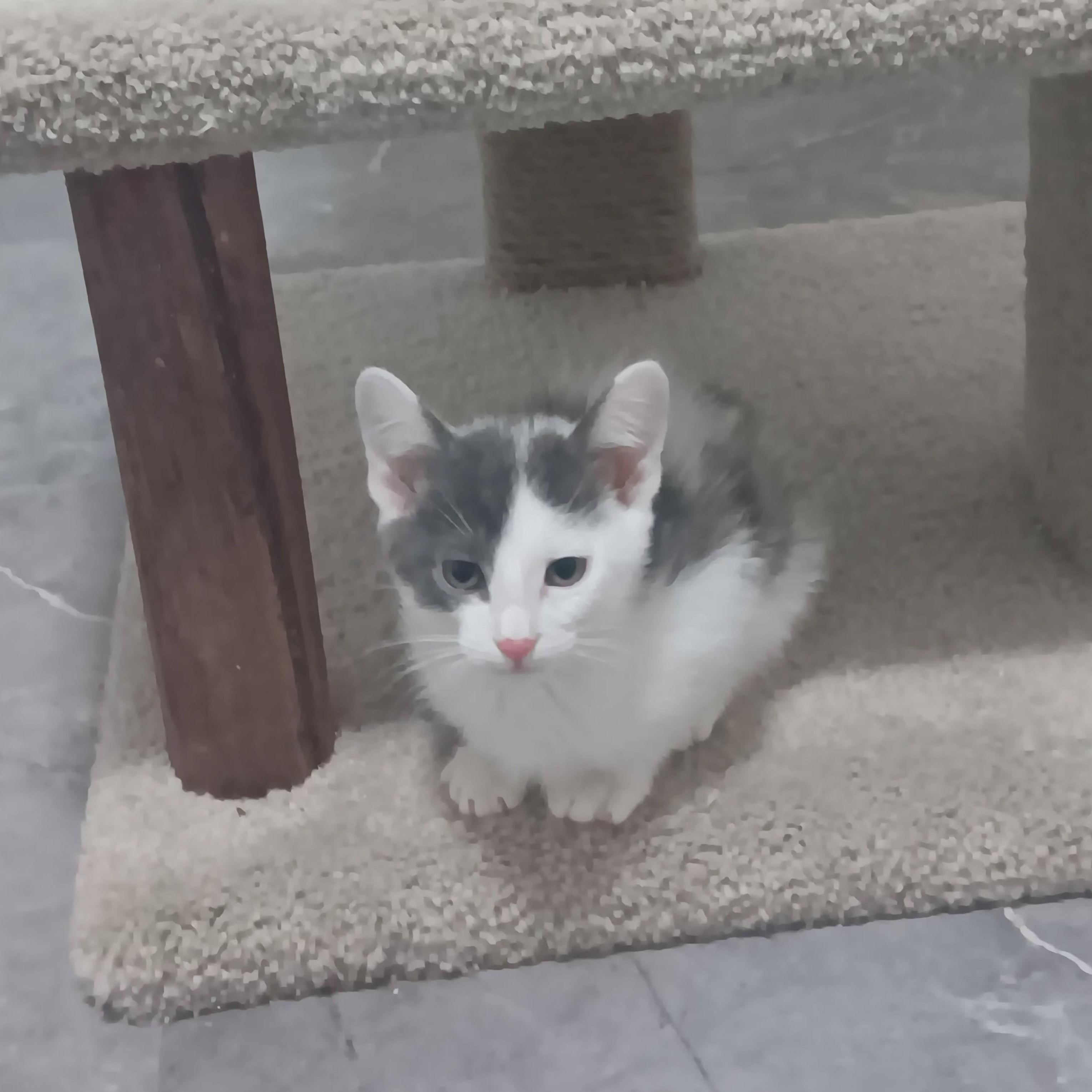 Enlarge Candy Man, a ADOPTABLE Domestic Short Hair in Chicago, IL image 2/4