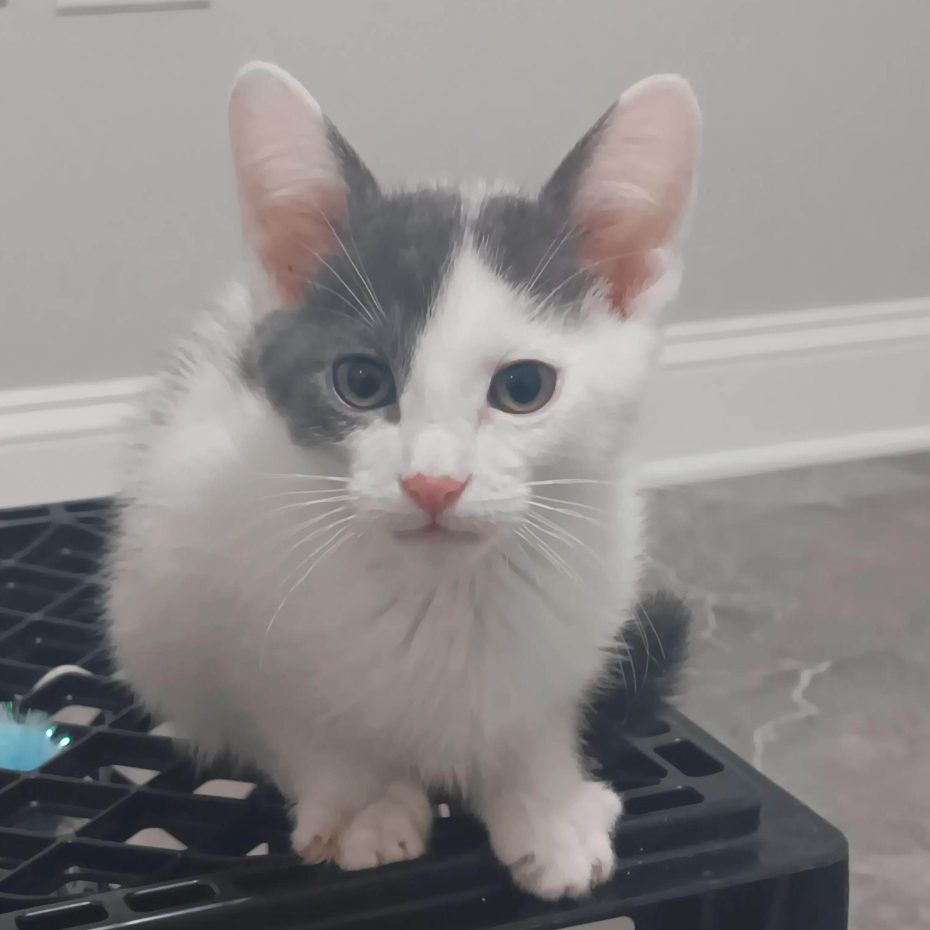 Enlarge Candy Man, a ADOPTABLE Domestic Short Hair in Chicago, IL image 4/4