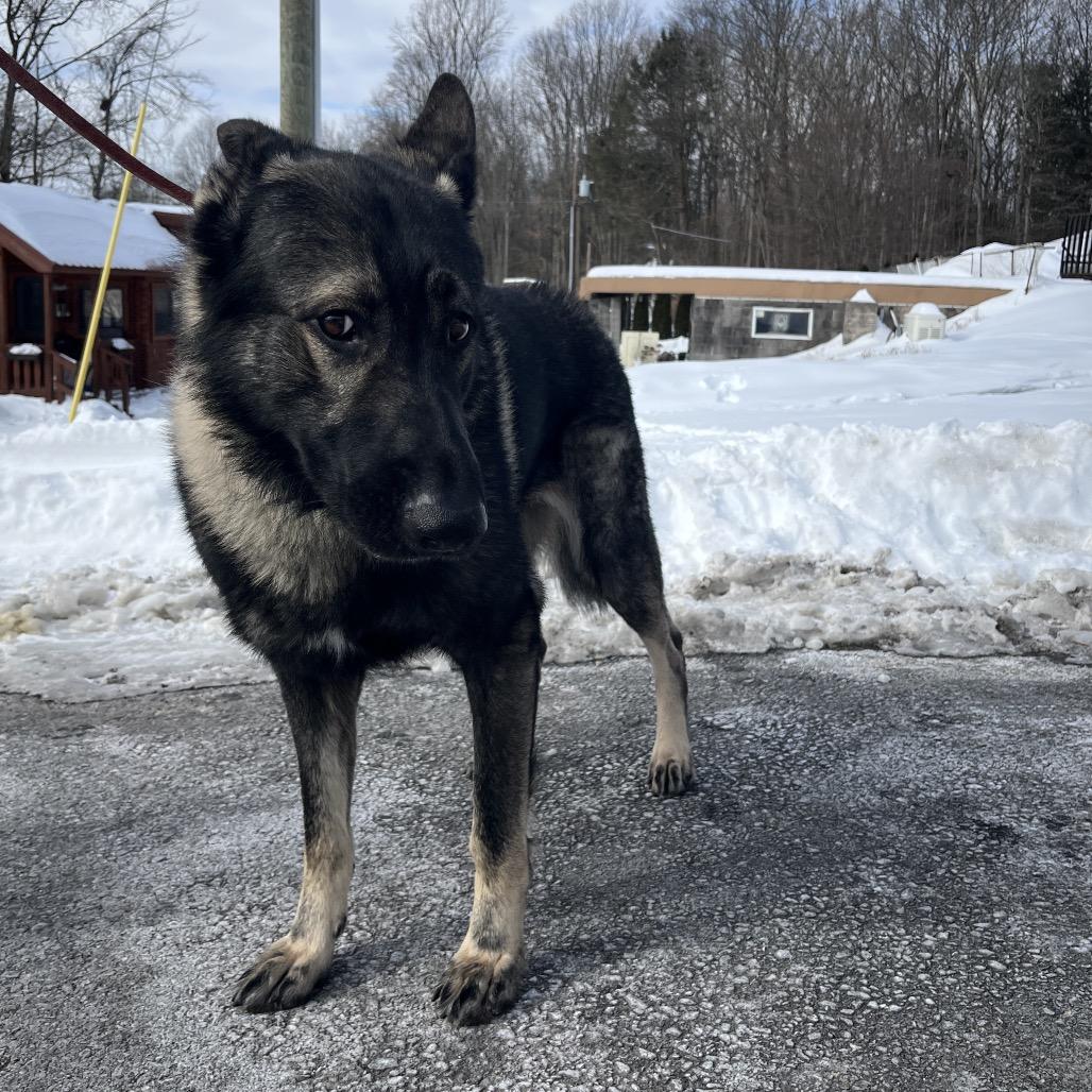 Ringo (26-037), a Adoptable German Shepherd Dog in New Ringgold, PA image 1/6