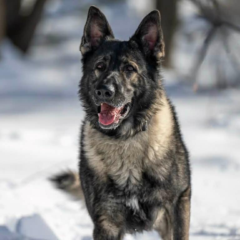 Ringo (26-037), a Adoptable German Shepherd Dog in New Ringgold, PA image 2/6