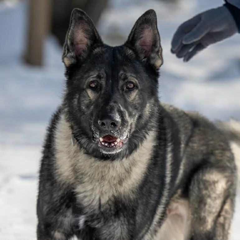 Ringo (26-037), a Adoptable German Shepherd Dog in New Ringgold, PA image 3/6