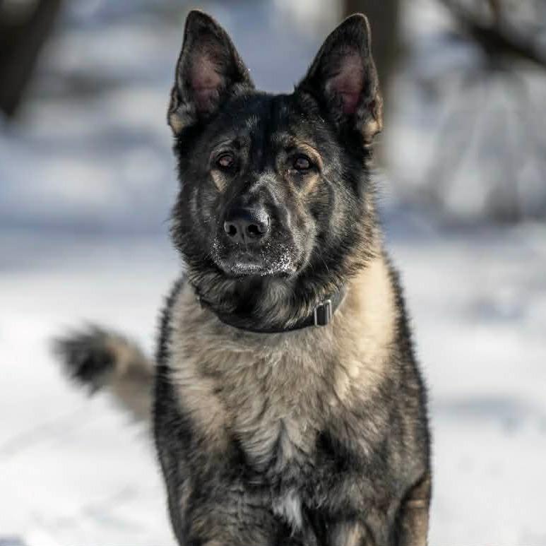 Ringo (26-037), a Adoptable German Shepherd Dog in New Ringgold, PA image 4/6