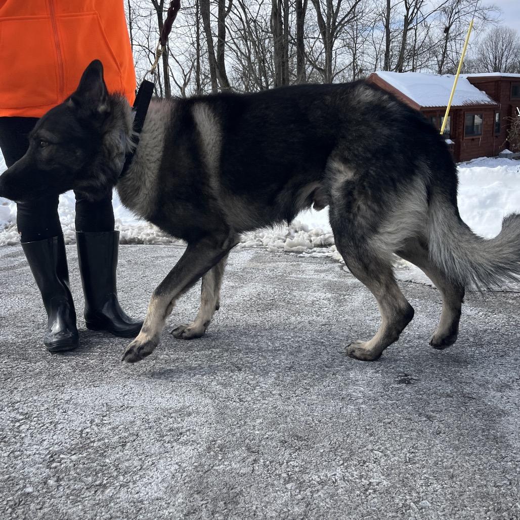 Ringo (26-037), a Adoptable German Shepherd Dog in New Ringgold, PA image 6/6