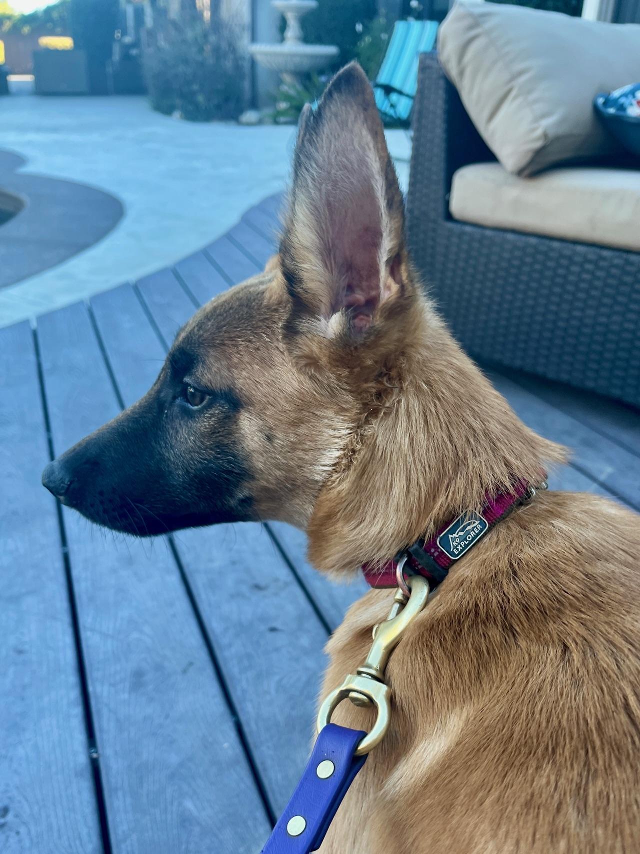 Xito, Adopted, Young Male Belgian Shepherd / Malinois.