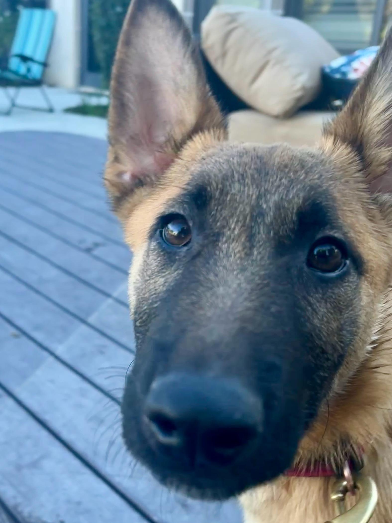 Enlarge Xito, a Adopted mixed breed in Vancouver, WA image 2/2