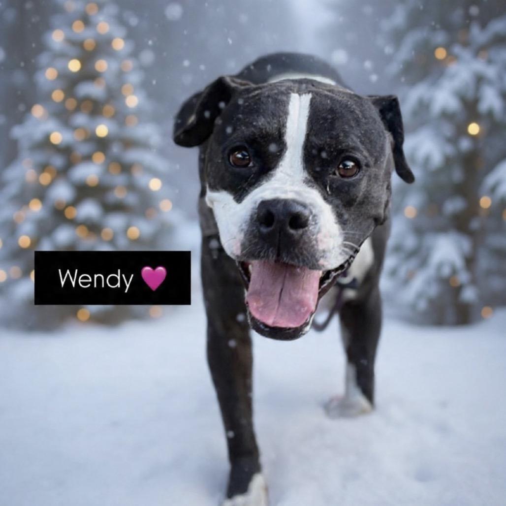 Wendy, a Adoptable mixed breed in Port Richey, FL image 1/6