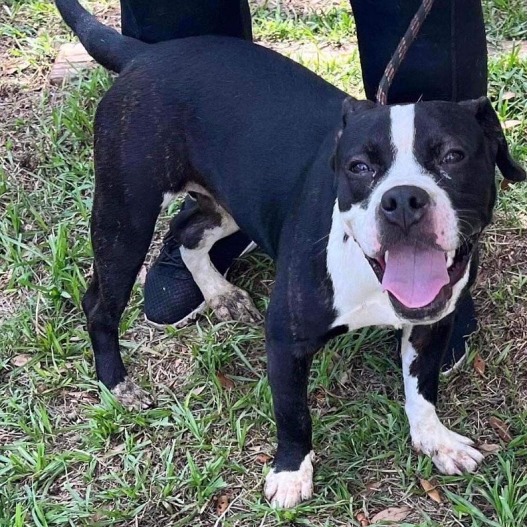 Wendy, a Adoptable mixed breed in Port Richey, FL image 2/6