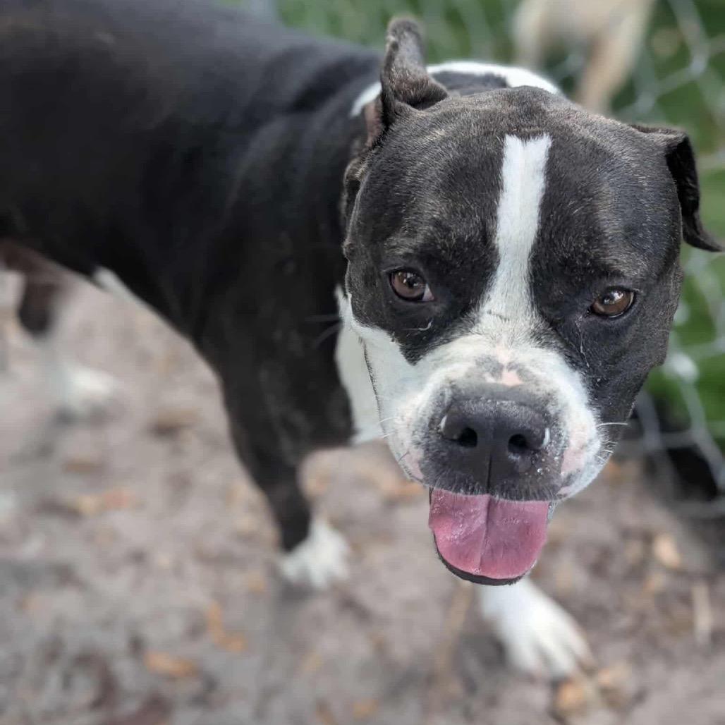 Wendy, a Adoptable mixed breed in Port Richey, FL image 3/6