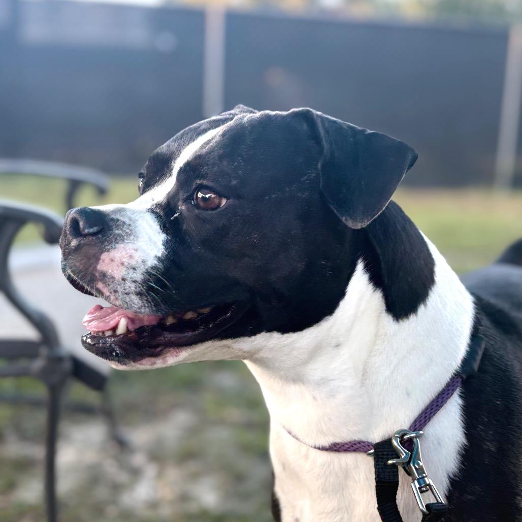 Wendy, a Adoptable mixed breed in Port Richey, FL image 4/6