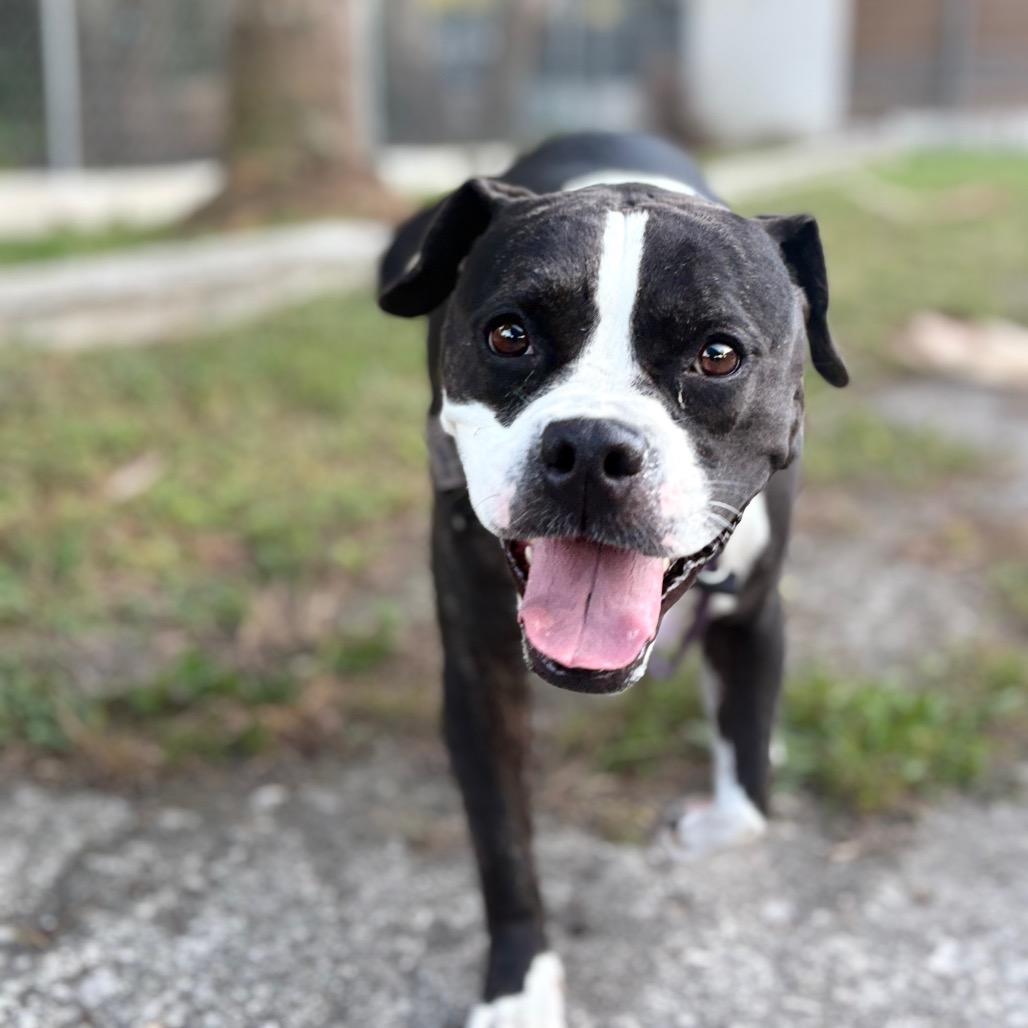 Wendy, a Adoptable mixed breed in Port Richey, FL image 5/6