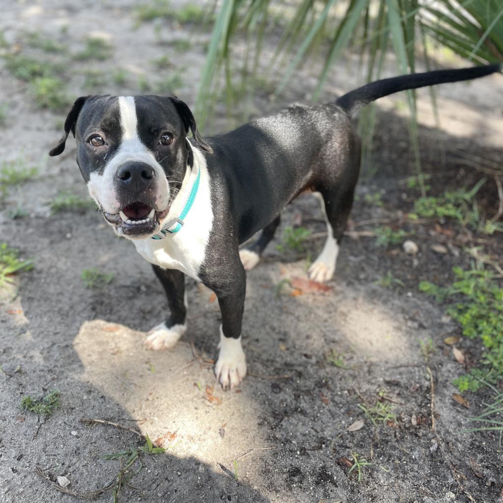 Wendy, a Adoptable mixed breed in Port Richey, FL image 6/6