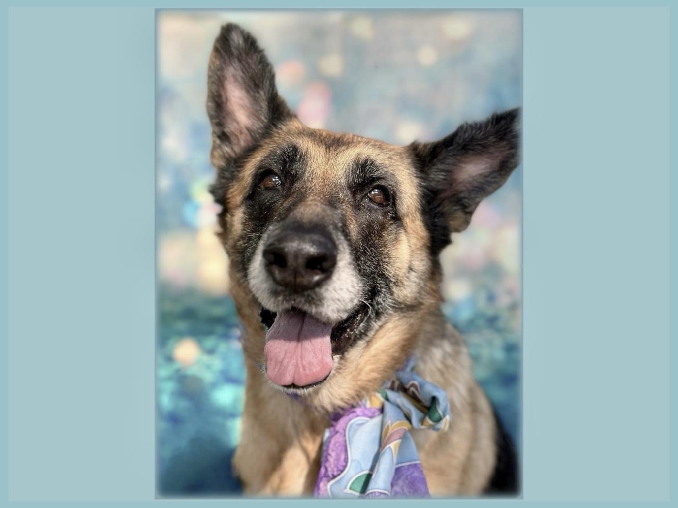 BELLA, Adoptable, Adult Female German Shepherd Dog.