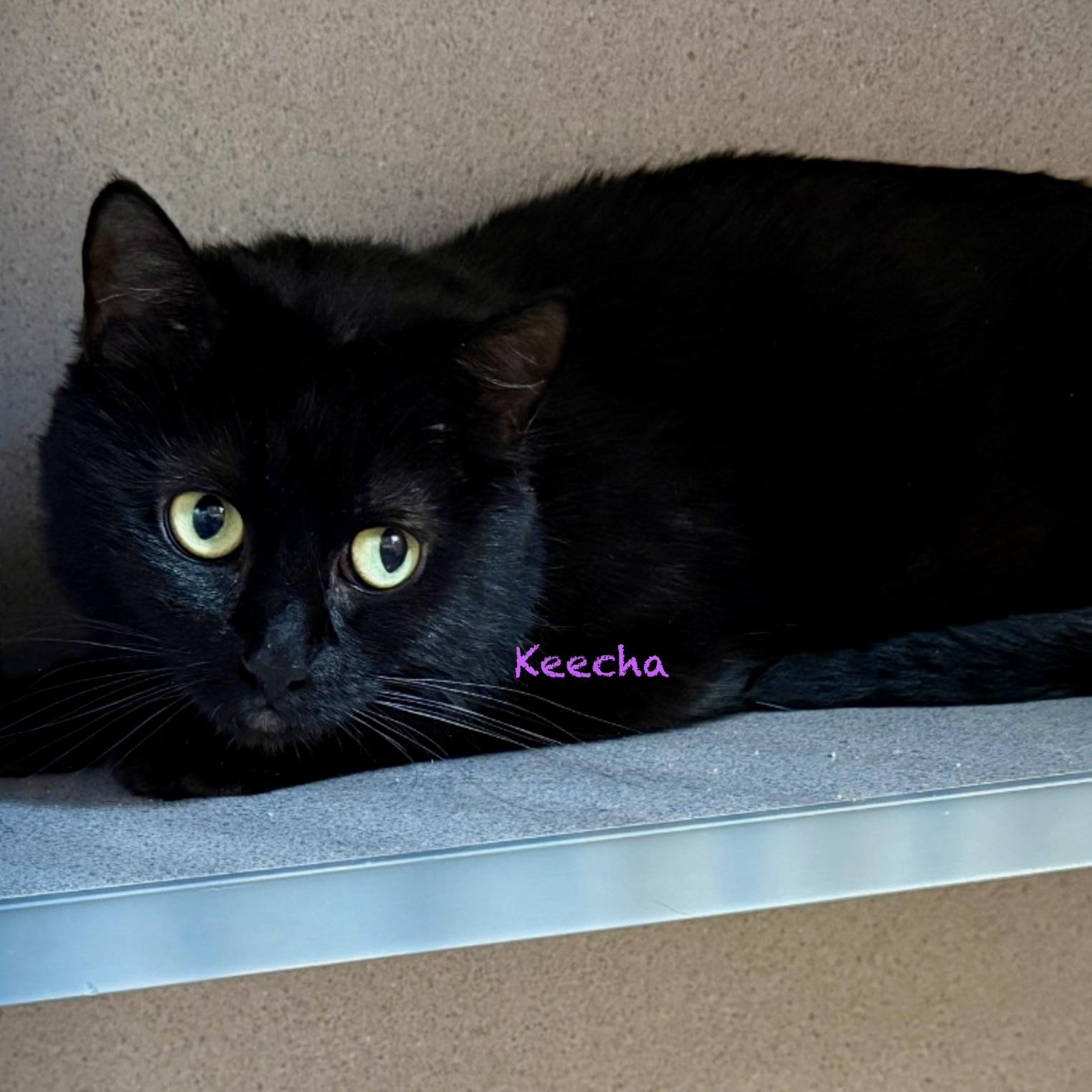 Enlarge Keecha, an adopted Domestic Short Hair in Palatine, IL image 1/1