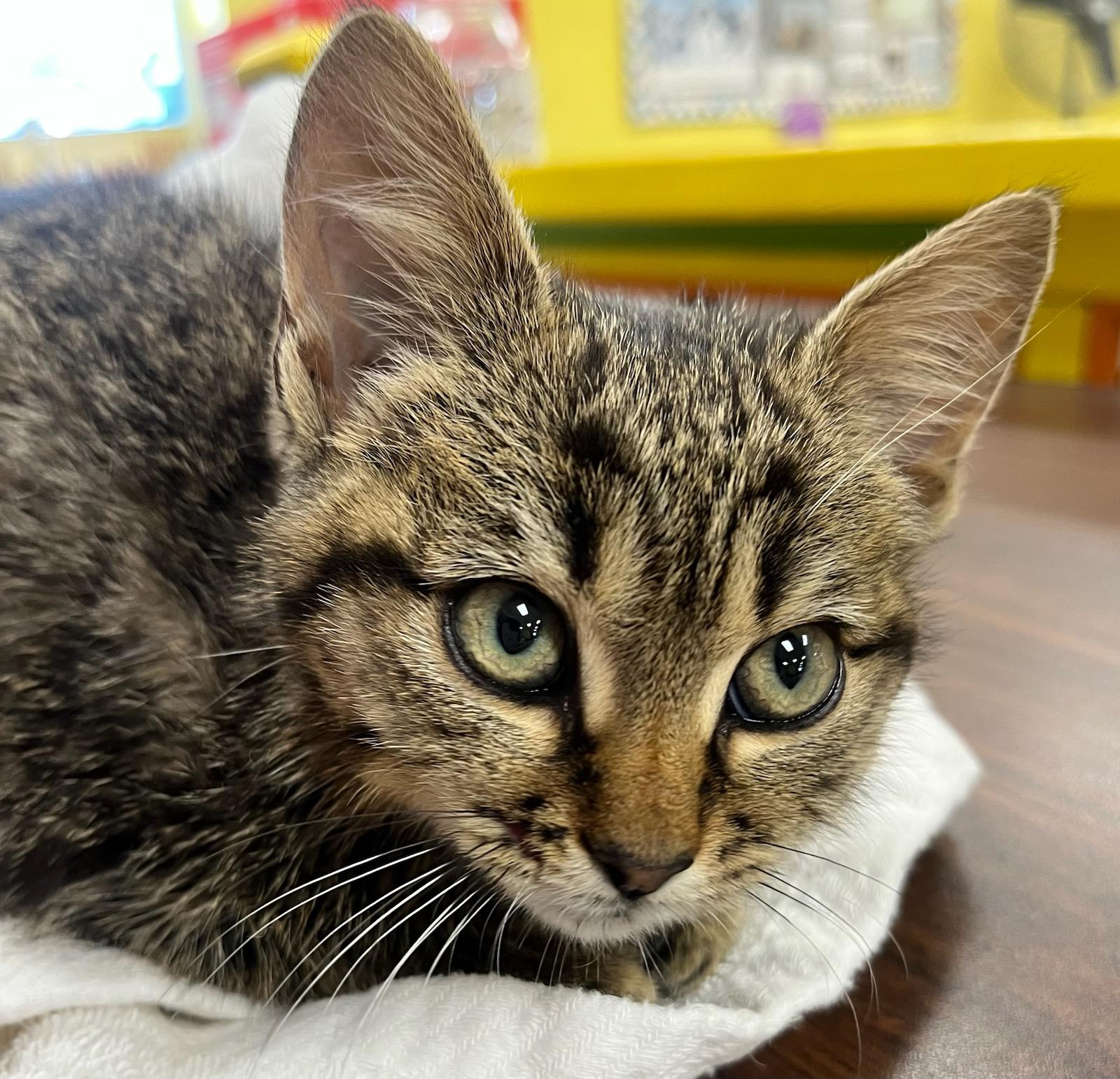 Enlarge Tayzee — Tiny Explorer with Eyes That Say It All, a Adoptable mixed breed in Hillsboro, TX image 6/6