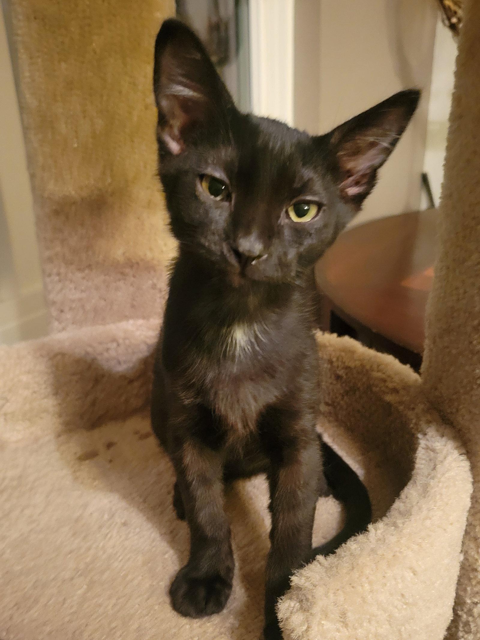 Jolly Rogers, Adoptable, Kitten Male Domestic Short Hair.