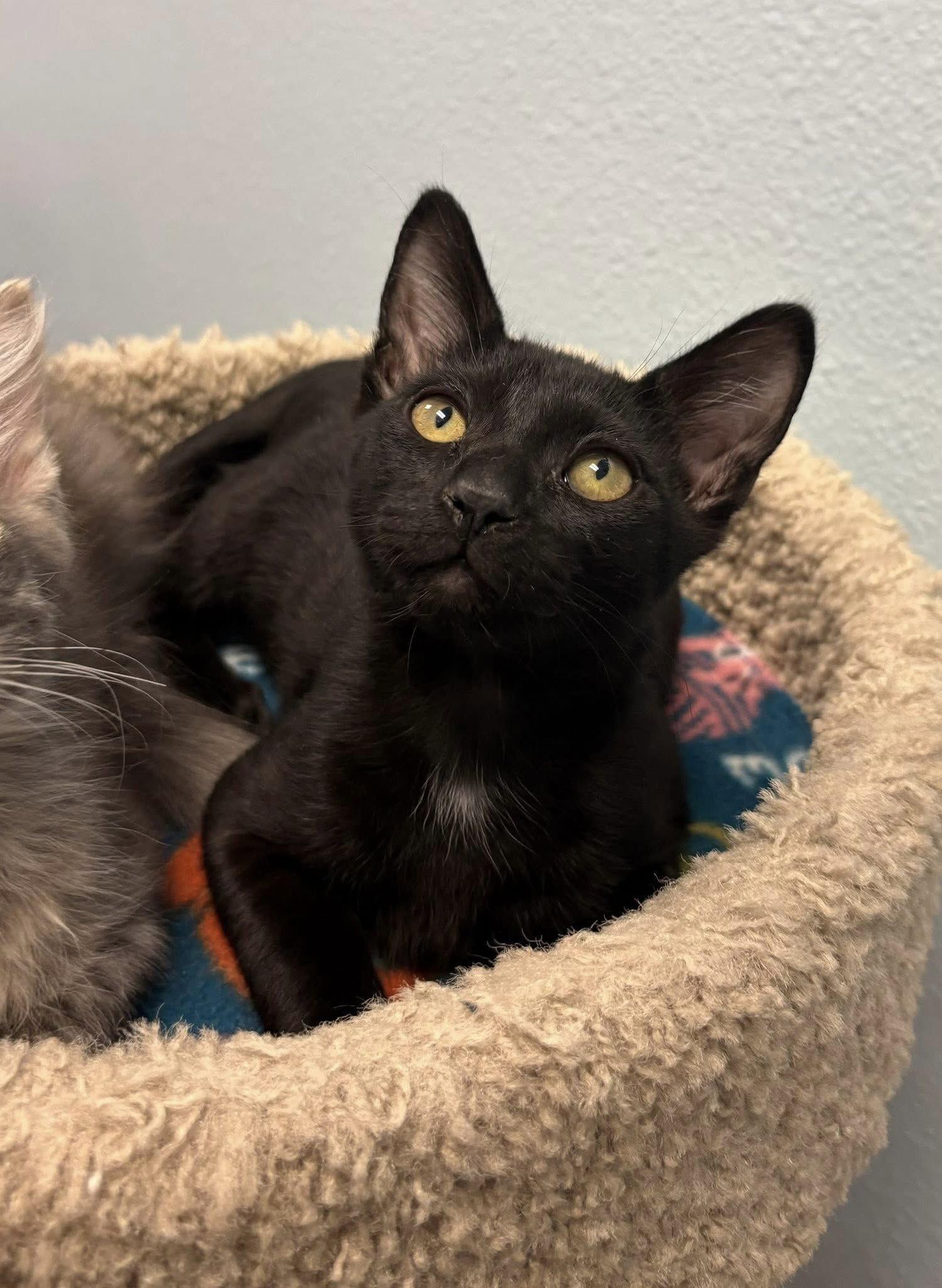 Enlarge Jolly Rogers, a Adoptable Domestic Short Hair in Glendale, AZ image 2/2