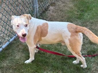 TukTuk, Adoptable, Young Male Mixed Breed.