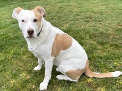 Enlarge TukTuk, a Adoptable Mixed Breed in Kellogg, ID image 1/4