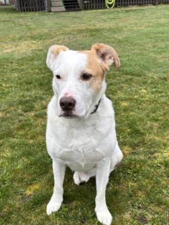 Enlarge TukTuk, a Adoptable Mixed Breed in Kellogg, ID image 2/4