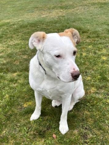 Enlarge TukTuk, a Adoptable Mixed Breed in Kellogg, ID image 4/4