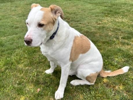 Enlarge TukTuk, a Adoptable Mixed Breed in Kellogg, ID image 3/4