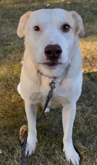 Enlarge TukTuk, a Adoptable Mixed Breed in Kellogg, ID image 1/4
