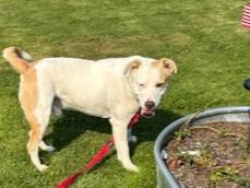TukTuk, a Adoptable Mixed Breed in Kellogg, ID image 2/3