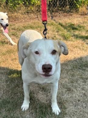 TukTuk, a Adoptable Mixed Breed in Kellogg, ID image 3/3