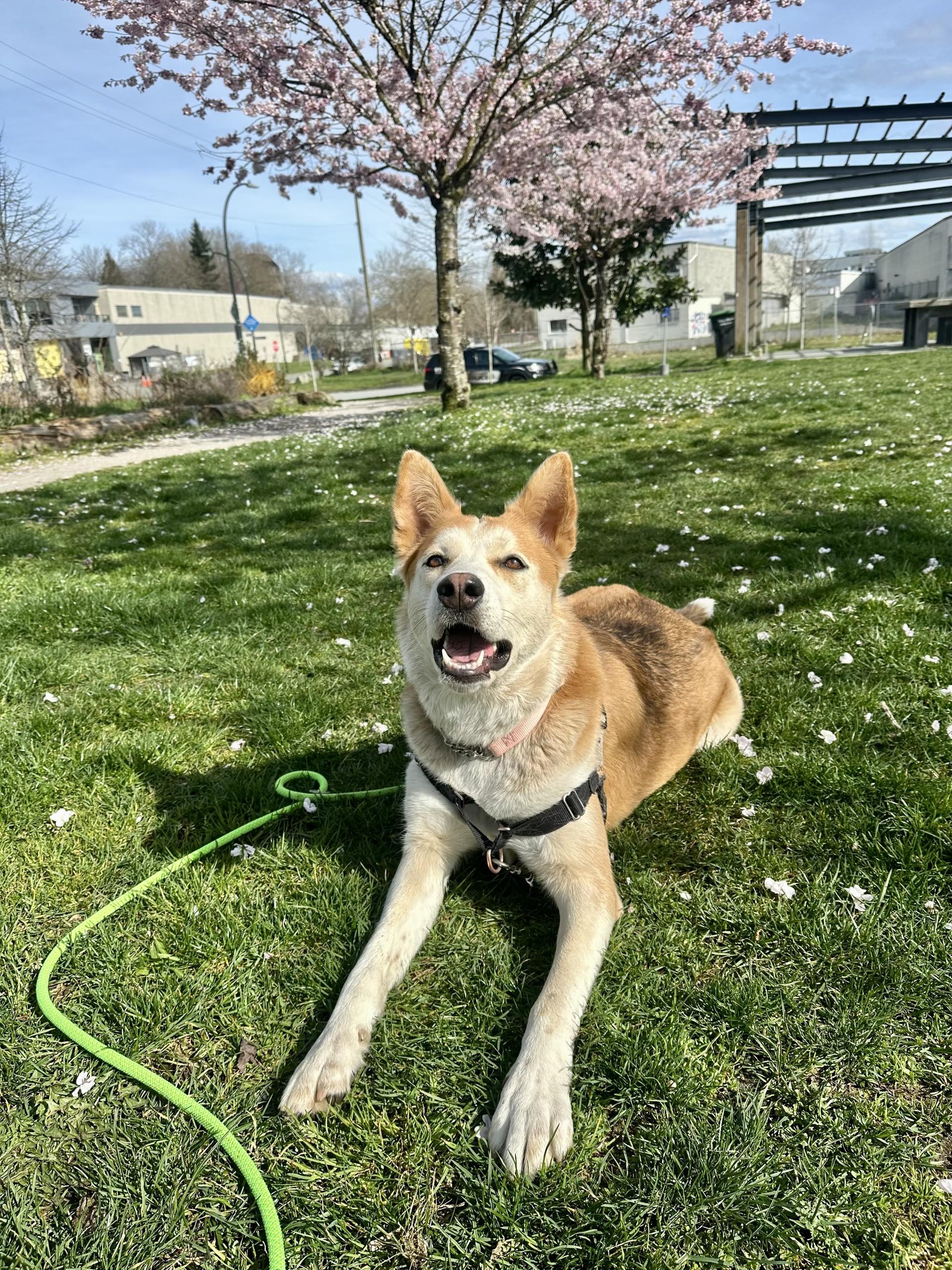 Tasha, a Adoptable mixed breed in Vancouver, BC image 3/6