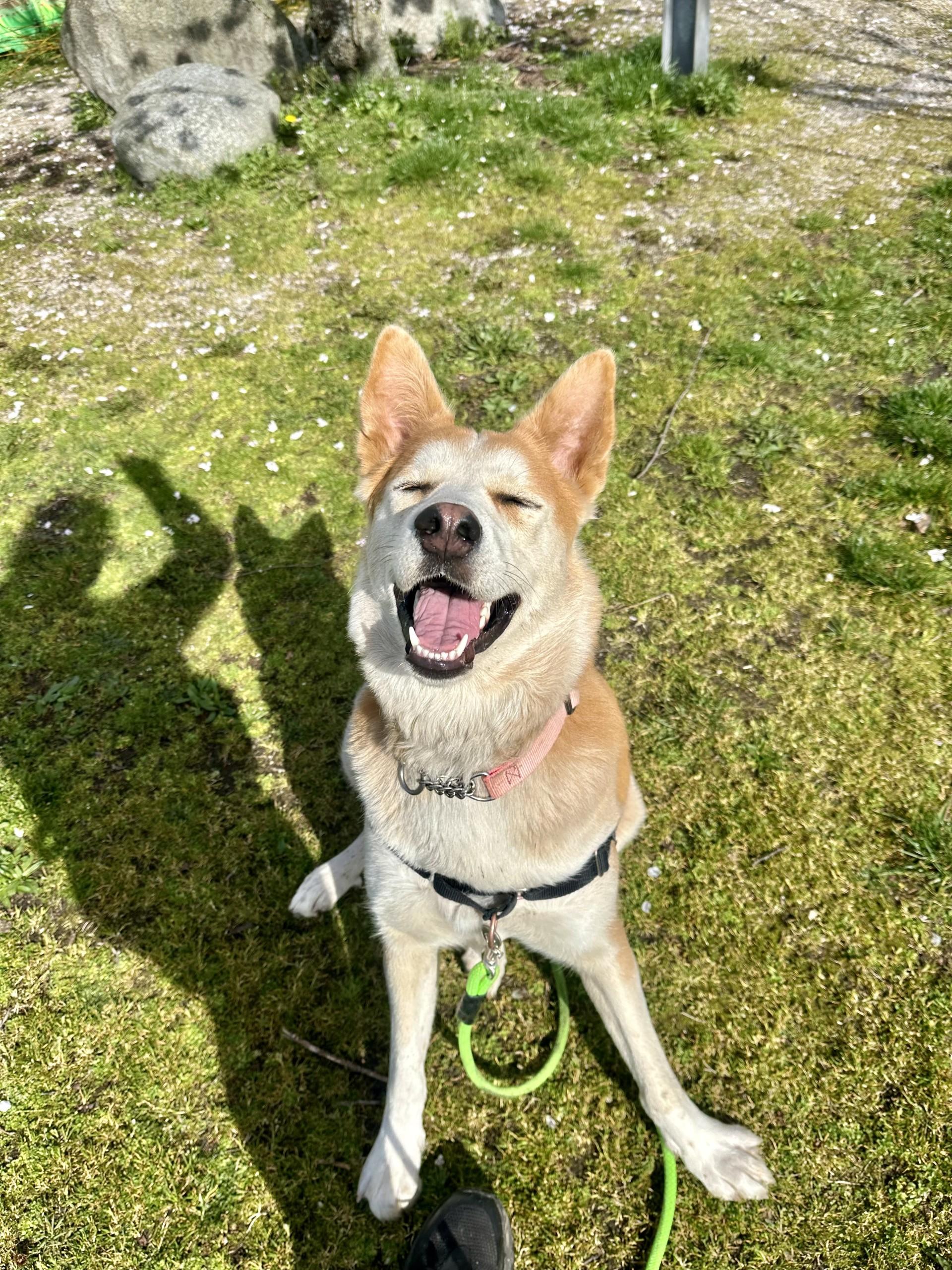 Tasha, Adoptable, Adult Female Husky & Yellow Labrador Retriever.