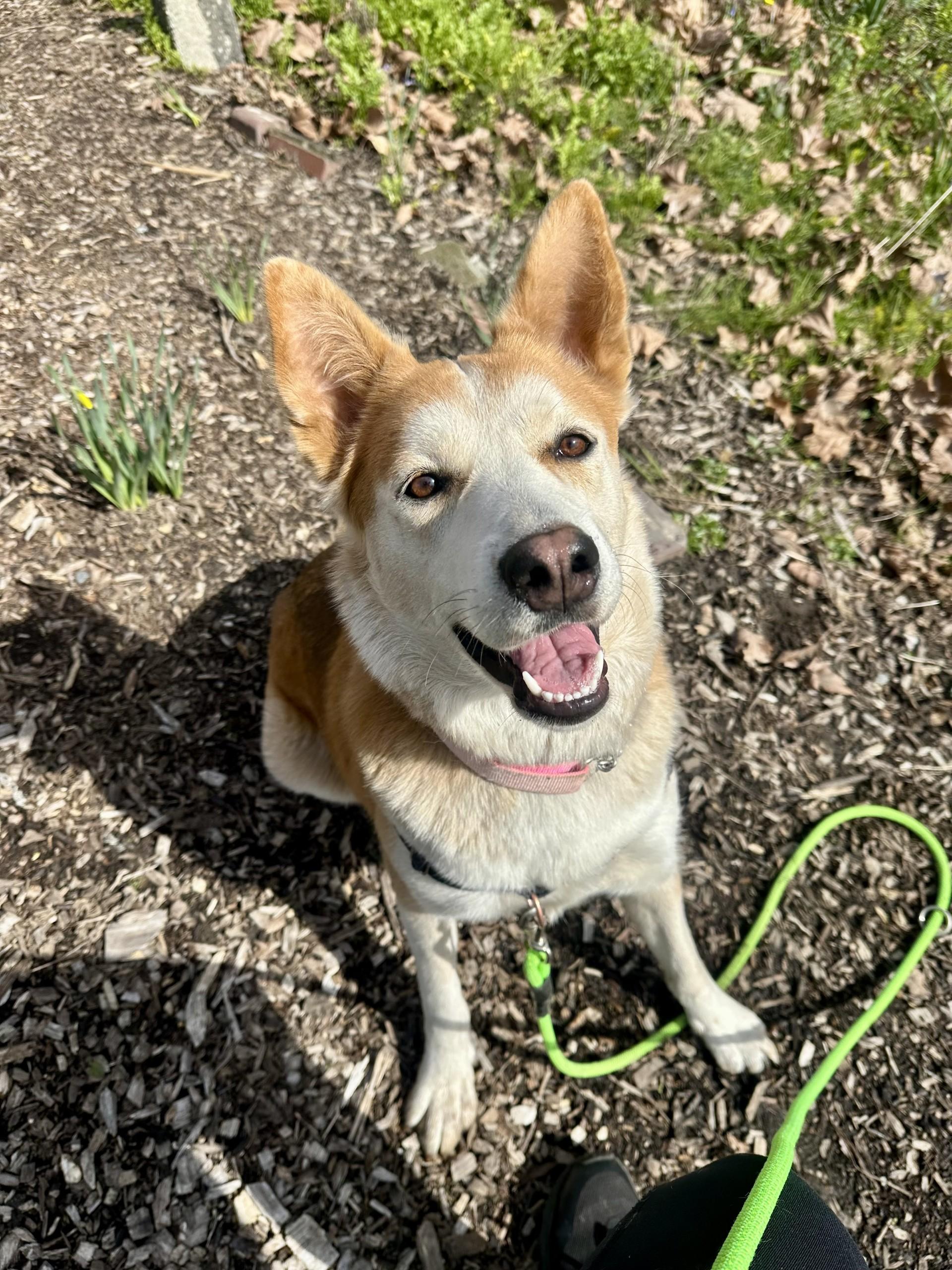 Tasha, a Adoptable mixed breed in Vancouver, BC image 4/6