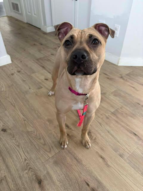 Enlarge Nola, a ADOPTABLE mixed breed in Albany, NY image 5/5