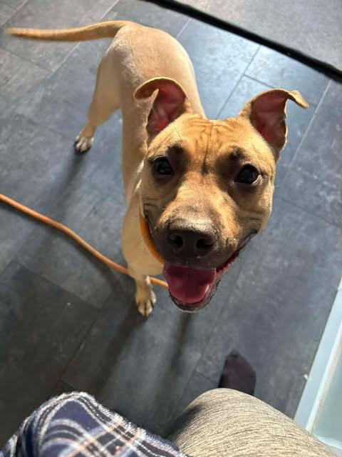 Enlarge Nola, a ADOPTABLE mixed breed in Albany, NY image 3/5