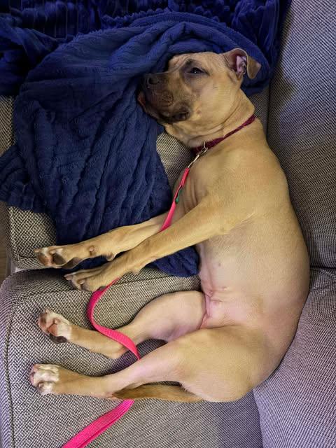 Nola, ADOPTABLE, Young Female Hound.