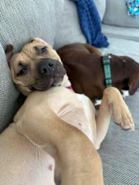 Enlarge Nola, a ADOPTABLE mixed breed in Albany, NY image 2/5