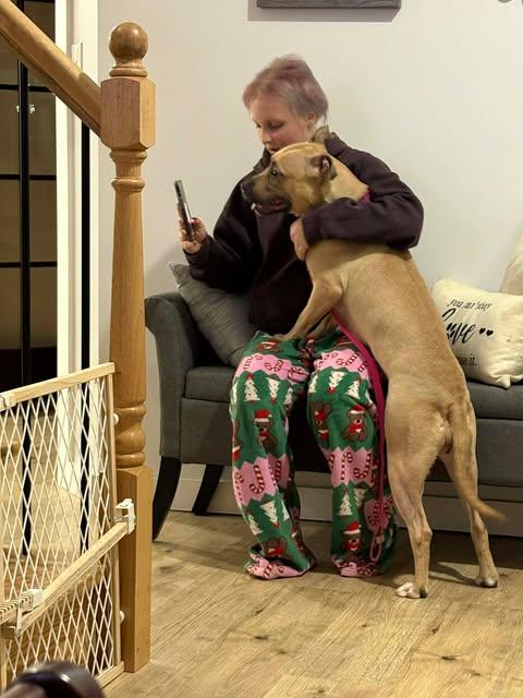 Enlarge Nola, a ADOPTABLE mixed breed in Albany, NY image 4/5